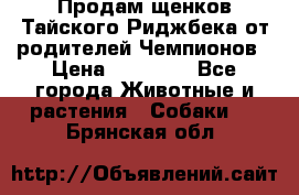 Продам щенков Тайского Риджбека от родителей Чемпионов › Цена ­ 30 000 - Все города Животные и растения » Собаки   . Брянская обл.